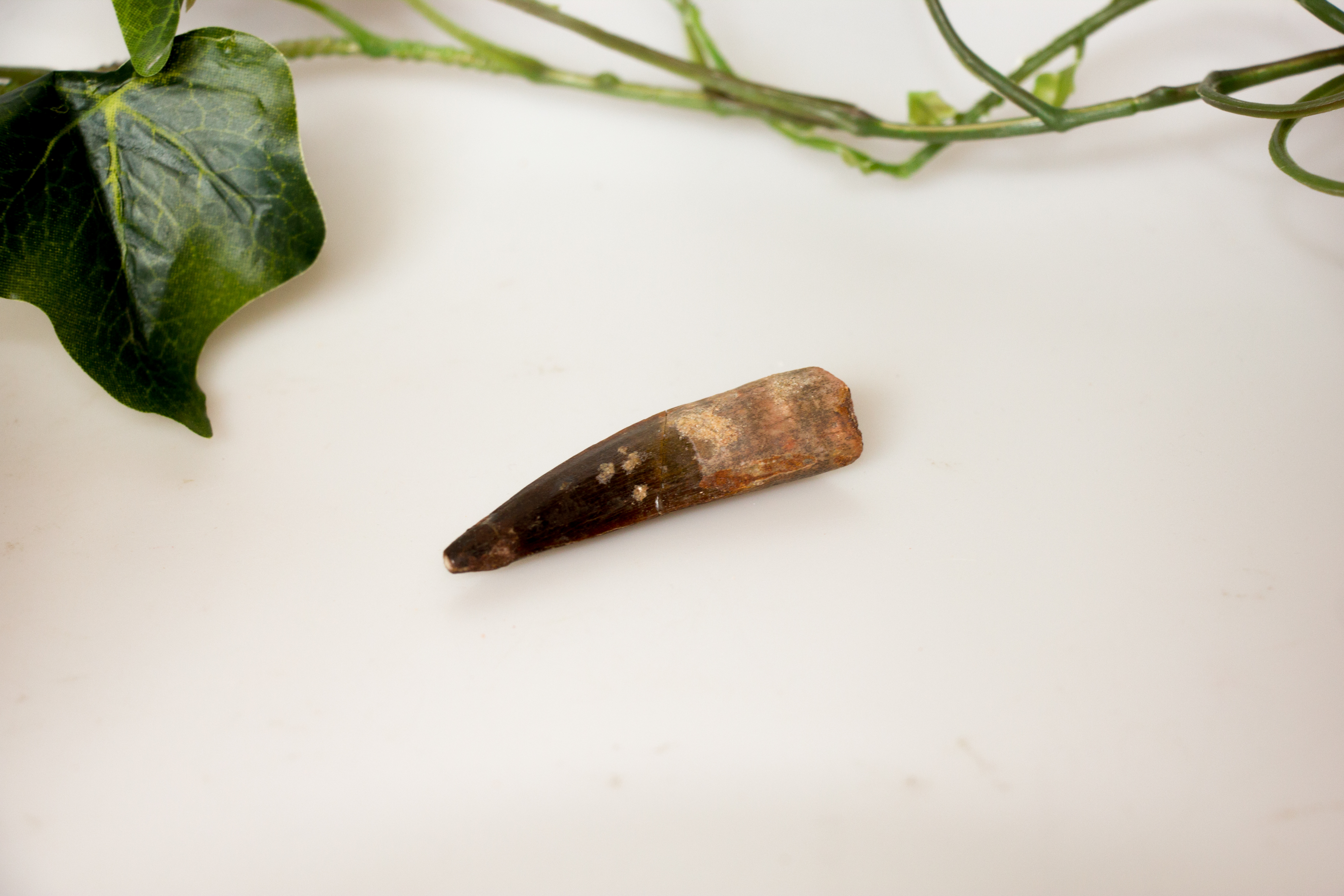 Spinosaurus Zähne versch. Größen