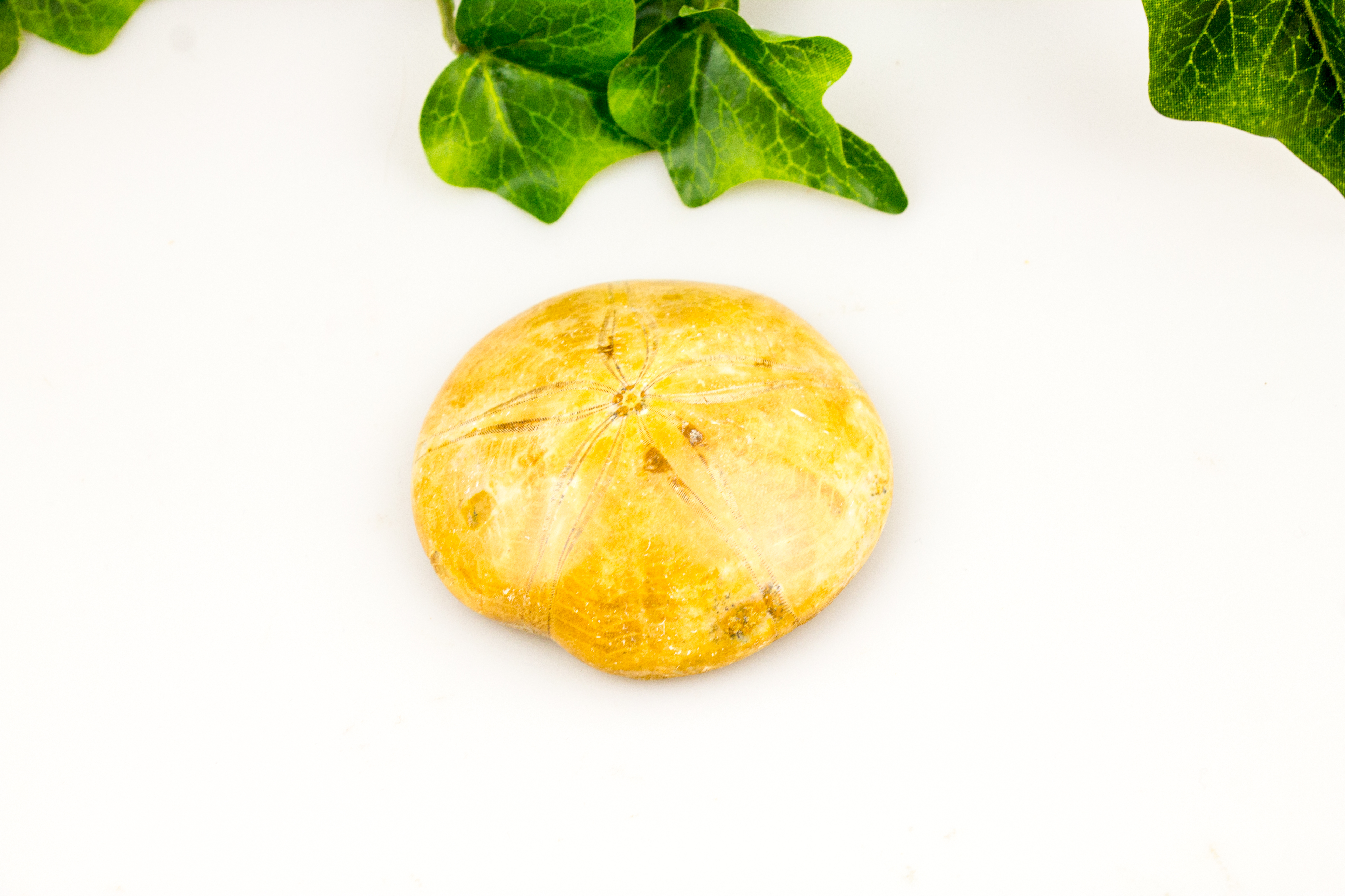 Sanddollar groß (Seeigel aus Madagaskar) A-Qualität